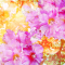 cmp028_Cotton-Rose1
