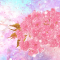 cmp071_SAKURASAKUHI