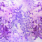 cmp089_Wisteria-curtain1