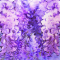 cmp090_Wisteria-curtain2