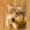 cmp095_WOODWolfaces4