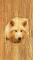 cmp096_WOODWolfaces5