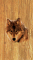 cmp101_WOODWolfaces10
