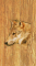 cmp102_WOODWolfaces11