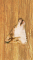 cmp104_WOODWolfaces13