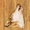 cmp104_WOODWolfaces13