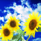 cmp128_タイヨウノハナ1