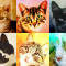 cmp130_ねこがお1