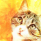 cmp135_ねこがお6