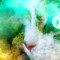 cmp136_ねこがお7