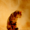 cmp137_ねこがお8